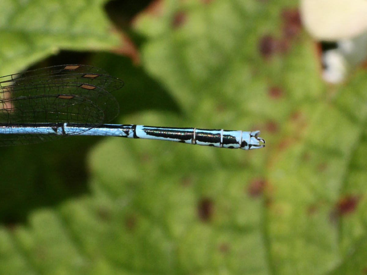 libellulina da identificare: Platycnemis pennipes